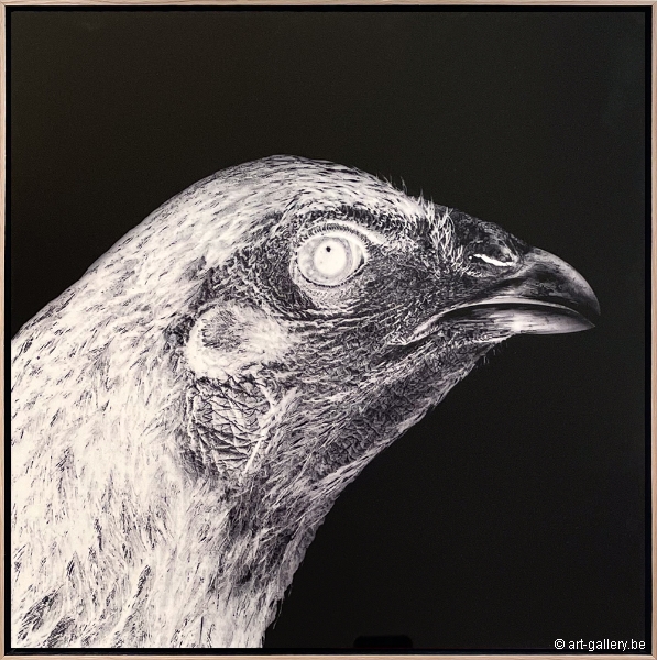 VANMECHELEN Koen - Cosmopolitan Chicken